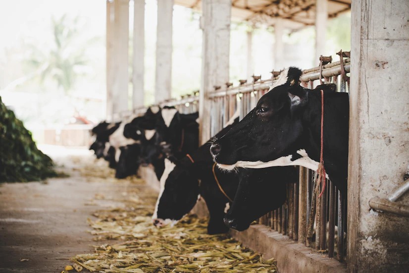 livestock insurance kenya